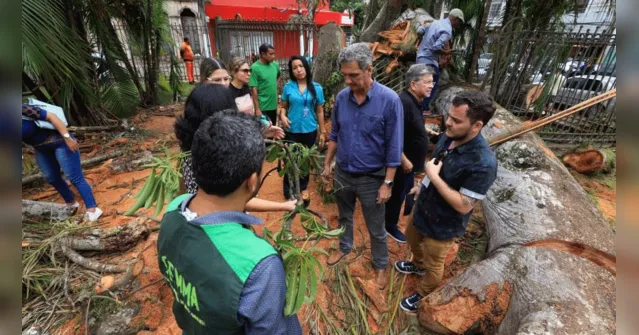 Imagem ilustrativa da notícia Samaúma pode ser salva ou se transformar em várias; entenda