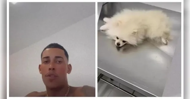 Imagem ilustrativa da notícia MC Poze é investigado após cachorro comer maconha