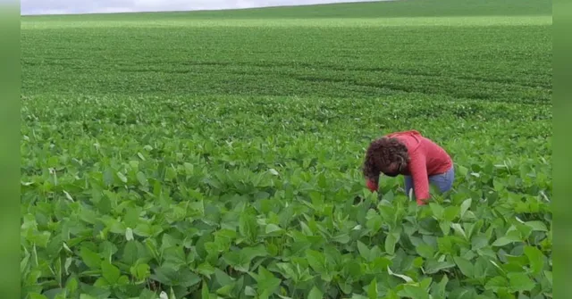 Imagem ilustrativa da notícia Governo abre cadastro anual para áreas de cultivo de soja
