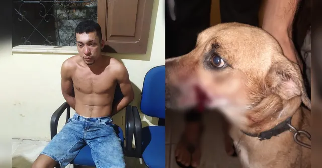 Imagem ilustrativa da notícia Bêbado aplica terçadada na cabeça de cachorro no Marajó