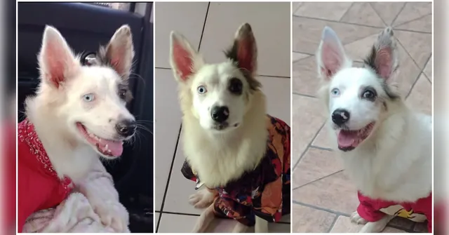 Imagem ilustrativa da notícia Conheça Otto, cão sapeca e carinhoso que precisa de um lar