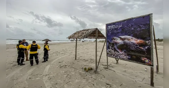 Imagem ilustrativa da notícia Praia do Atalaia terá zona de proteção para tartarugas