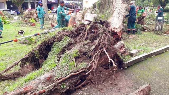 Imagem ilustrativa da notícia Árvore que tombou no bairro Campina começa a ser retirada 