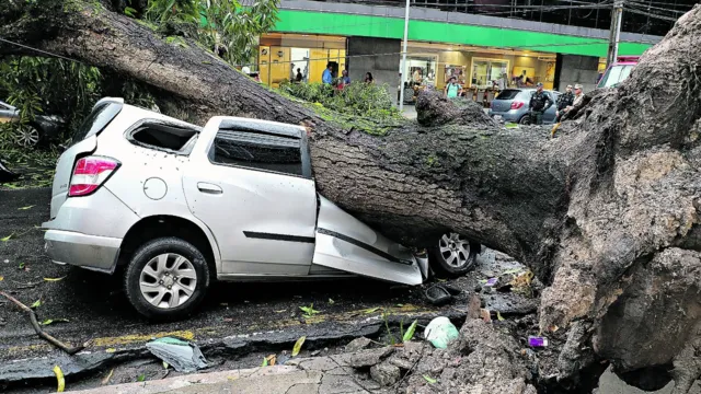 Imagem ilustrativa da notícia Saiba o que fazer se tiver prejuízos com a queda de árvores