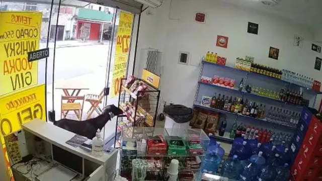 Imagem ilustrativa da notícia "Baphomet"? Bode invade loja e pratica furto; veja o vídeo!