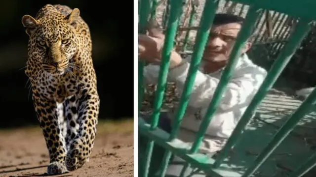 Imagem ilustrativa da notícia Caçador cai em armadilha para leopardo ao tentar pegar galo