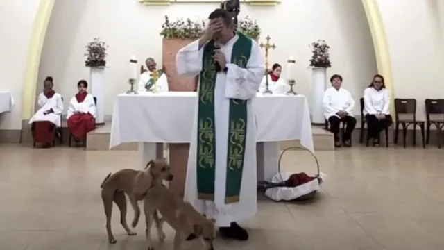 Imagem ilustrativa da notícia Vídeo: cães caramelo invadem missa e tentam cruzar no altar