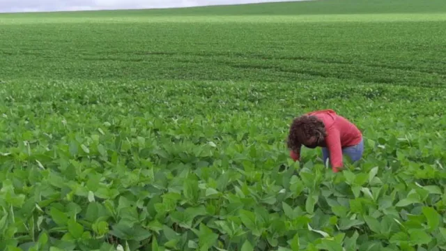 Imagem ilustrativa da notícia Governo abre cadastro anual para áreas de cultivo de soja