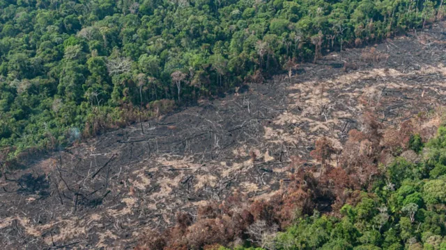 Imagem ilustrativa da notícia Amazônia e cerrado têm desmatamento recorde em fevereiro