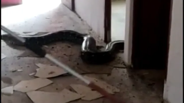 Imagem ilustrativa da notícia Vídeo: Cobras acasalando caem do teto e assustam moradores 