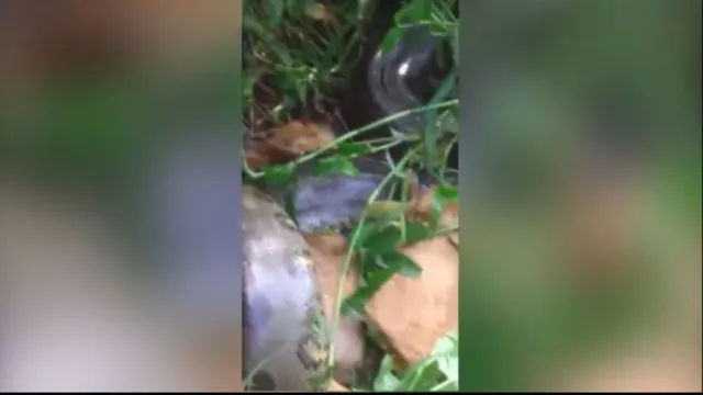 Imagem ilustrativa da notícia Vídeo: Cobra sucuri mata cachorro após se enrolar no animal