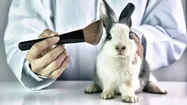 Imagem ilustrativa da notícia Governo proíbe o uso de animais em teste de cosméticos 