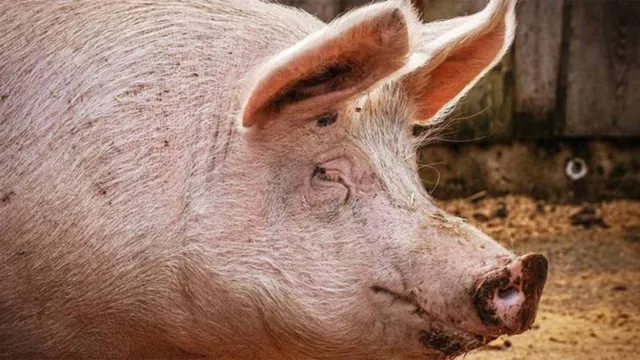 Imagem ilustrativa da notícia Porco derruba e mata açougueiro antes de ser abatido
