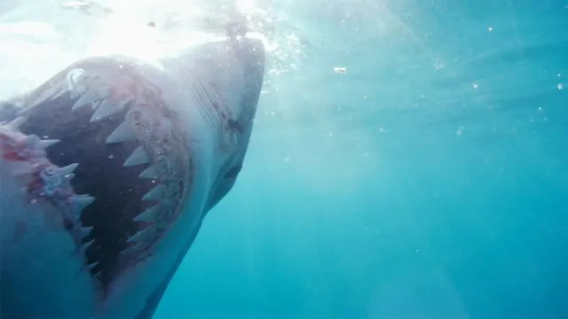 Imagem ilustrativa da notícia Tubarão-branco arranca cabeça de pescador no México