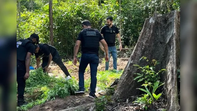 Imagem ilustrativa da notícia Plantação de maconha com 700 pés é encontrada no Pará