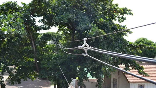 Imagem ilustrativa da notícia Árvores próximas da rede elétrica devem ser podadas