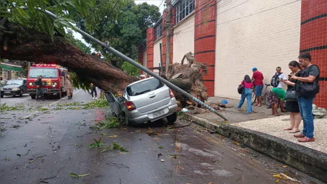 Imagem ilustrativa da notícia Vídeo: árvore cai e destrói veículos no bairro de Nazaré