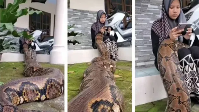 Imagem ilustrativa da notícia Vídeo: adolescente viraliza com cobra gigante de estimação