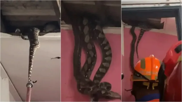 Imagem ilustrativa da notícia Vídeo: forro de casa desaba e revela três cobras gigantes