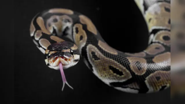 Imagem ilustrativa da notícia Índice de ataque de cobras aumenta e assusta paranaenses