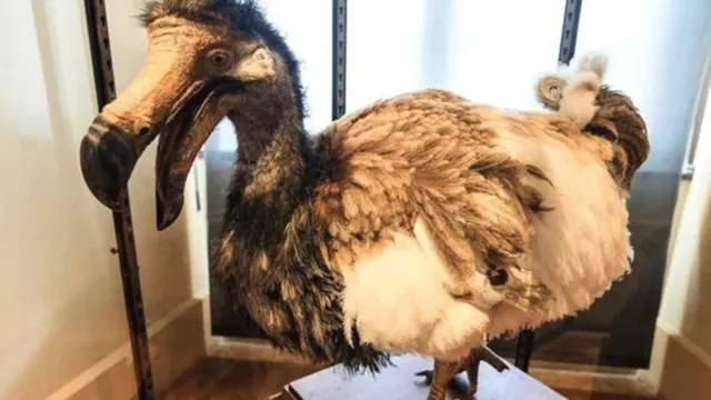 Imagem ilustrativa da notícia Cientistas pretendem trazer de volta o extinto pássaro dodô