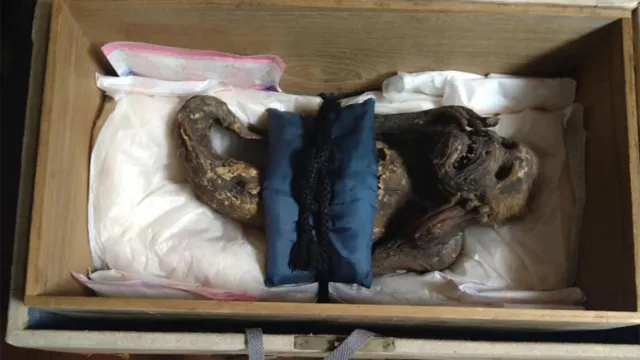 Imagem ilustrativa da notícia Cientistas desvendam mistério da "múmia de sereia" do Japão