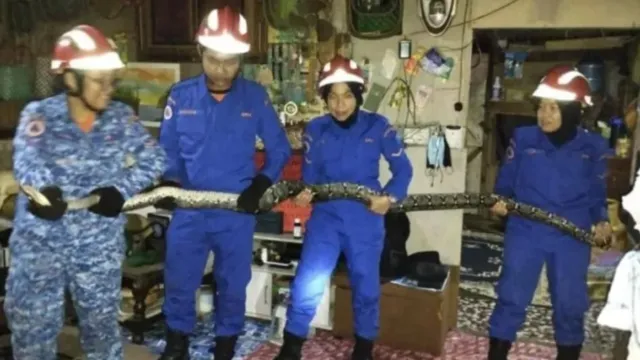 Imagem ilustrativa da notícia Cobra de 3 metros cai do teto enquanto família assistia TV