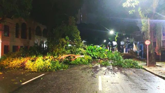 Imagem ilustrativa da notícia Vídeo: árvore cai e interdita avenida Nazaré em Belém