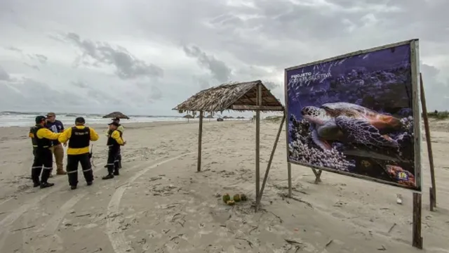 Imagem ilustrativa da notícia Praia do Atalaia terá zona de proteção para tartarugas
