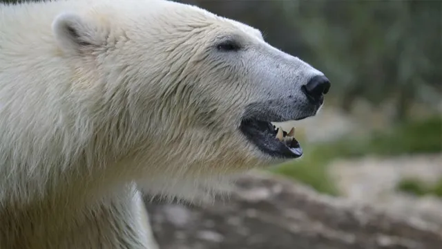 Imagem ilustrativa da notícia Urso polar mata mãe e filho de 1 ano nos EUA
