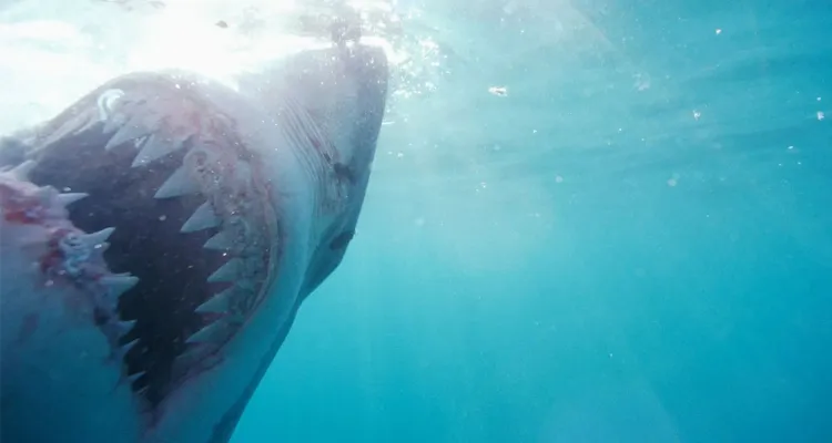 Imagem ilustrativa da notícia Tubarão-branco arranca cabeça de pescador no México