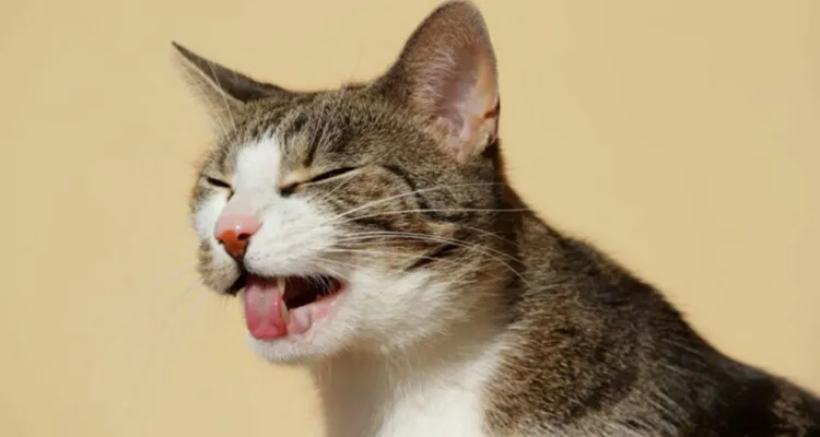 Imagem ilustrativa da notícia Gato vomitando bolas de pelo indica problemas de saúde