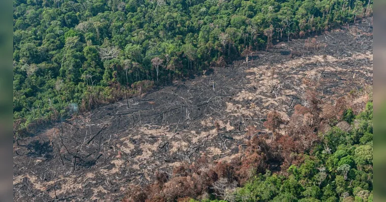 Imagem ilustrativa da notícia Amazônia e cerrado têm desmatamento recorde em fevereiro