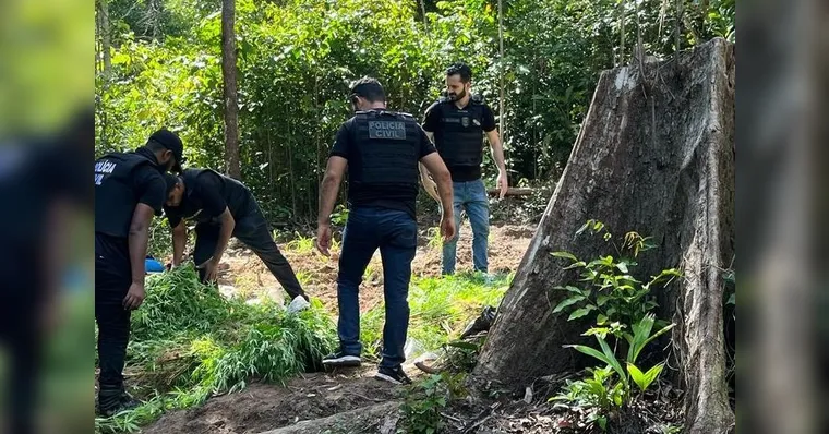 Imagem ilustrativa da notícia Plantação de maconha com 700 pés é encontrada no Pará