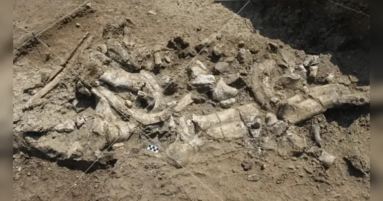 Imagem ilustrativa da notícia Pesquisa indica uso de ferramentas antes de humanos modernos