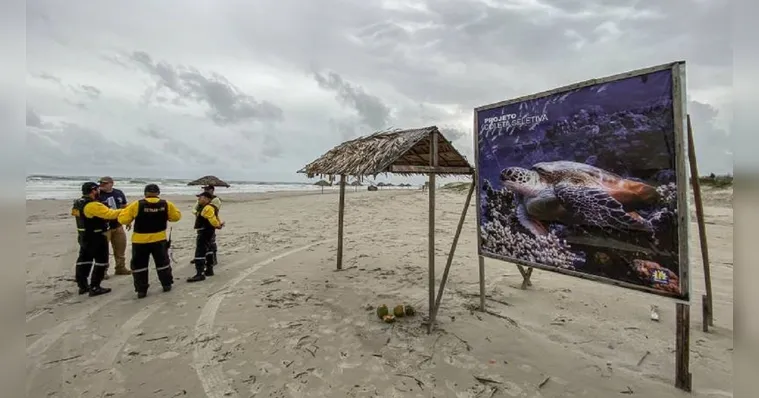 Imagem ilustrativa da notícia Praia do Atalaia terá zona de proteção para tartarugas