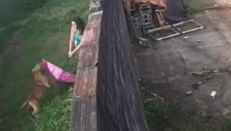 Imagem ilustrativa da notícia Vídeo: mulher tem braço dilacerado por pitbull no Pará