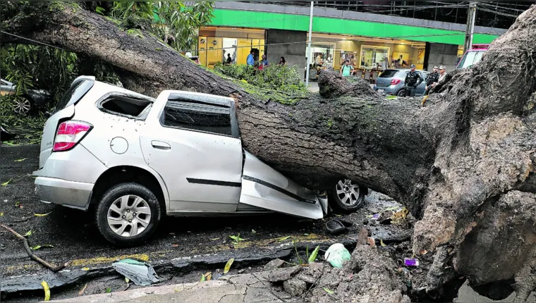 Imagem ilustrativa da notícia Saiba o que fazer se tiver prejuízos com a queda de árvores