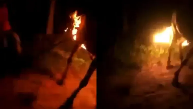 Imagem ilustrativa da notícia Vídeo: grupo incendeia cauda de cavalo com gasolina no Pará