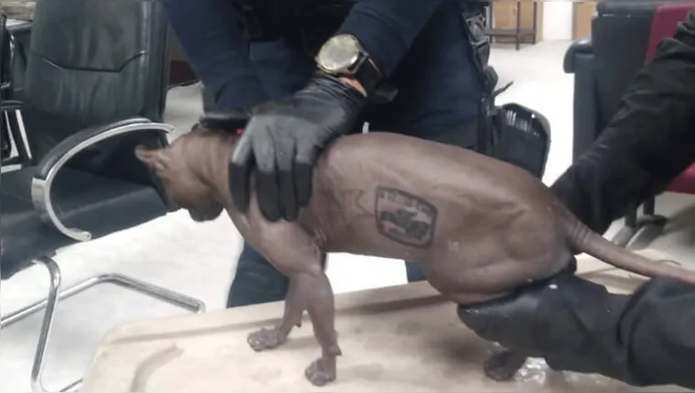 Imagem ilustrativa da notícia Vídeo: gangue tinha gato tatuado e touro mecânico na cadeia