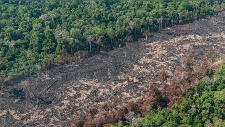 Imagem ilustrativa da notícia Amazônia e cerrado têm desmatamento recorde em fevereiro