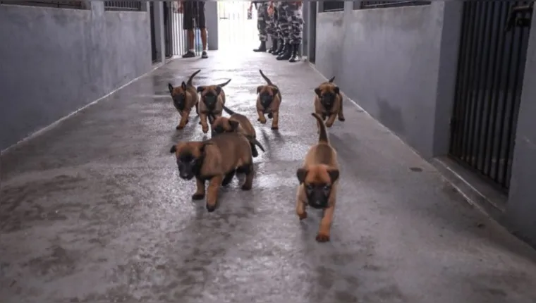 Imagem ilustrativa da notícia Estado do Pará possui maternidade para cães policiais. Veja!