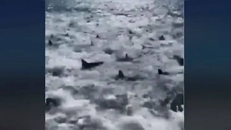 Imagem ilustrativa da notícia Vídeo: Pescador flagra dezenas de tubarões atacando cardume