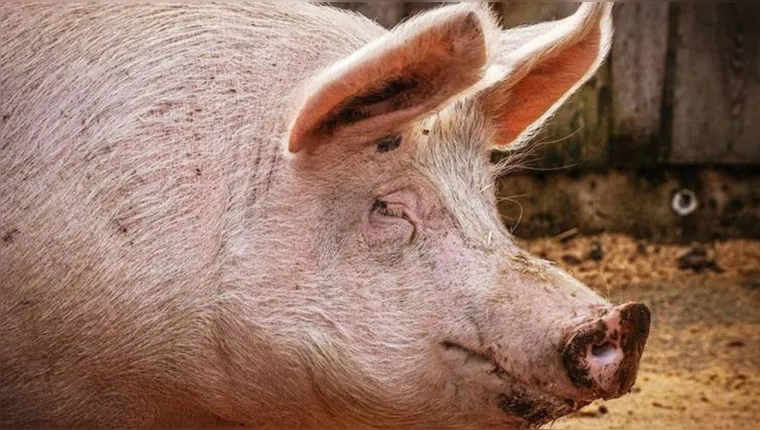 Imagem ilustrativa da notícia Porco derruba e mata açougueiro antes de ser abatido
