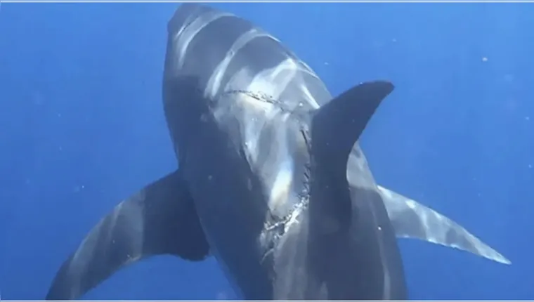 Imagem ilustrativa da notícia Tubarão é visto com mordida de predador gigante já extinto