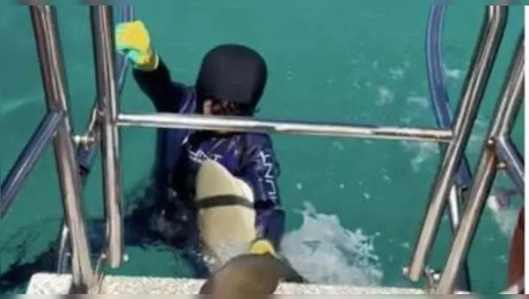 Imagem ilustrativa da notícia Tubarão tenta roubar peixe e morde criança; veja o vídeo!