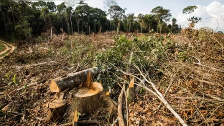 Imagem ilustrativa da notícia Amazônia Legal: desmatamento cai 61% em janeiro