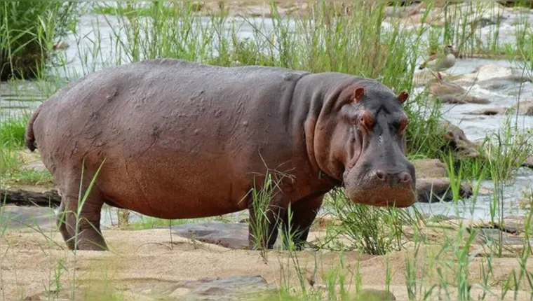 Imagem ilustrativa da notícia Hipopótamos de Pablo Escobar serão deportados da Colômbia