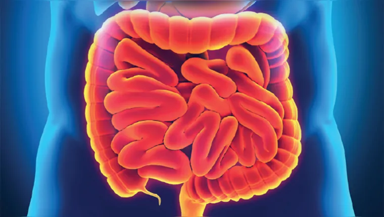 Imagem ilustrativa da notícia Ter bactérias no intestino promove saúde e longevidade