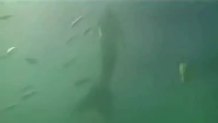 Imagem ilustrativa da notícia Vídeo: câmera em tubarão flagra "sereia" no fundo do mar